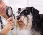 Assurance santé animale : les examens complémentaires pris en charge