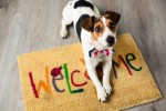 Sortir son chiot avant la fin de ses rappels de vaccins 